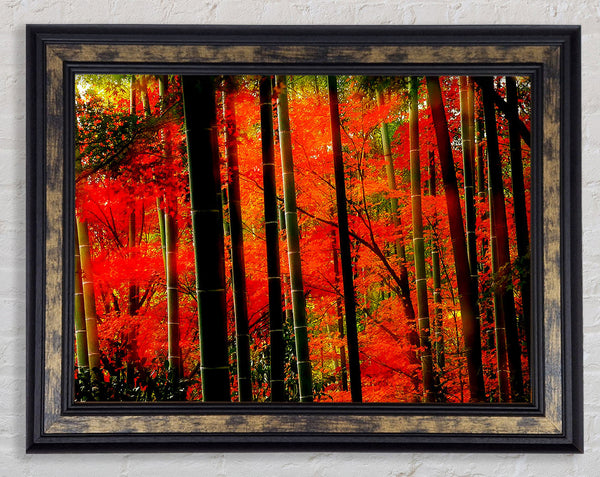 Red Autumn Forest Framed Print