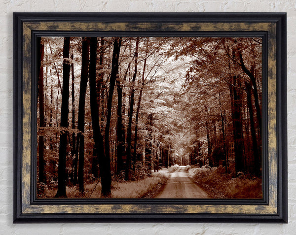 The Brown Forest Road Framed Print