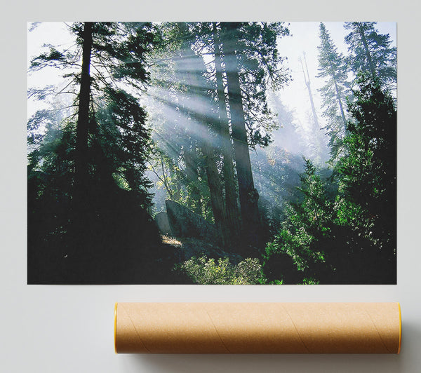 Sunbeams Through The Green Forest Print