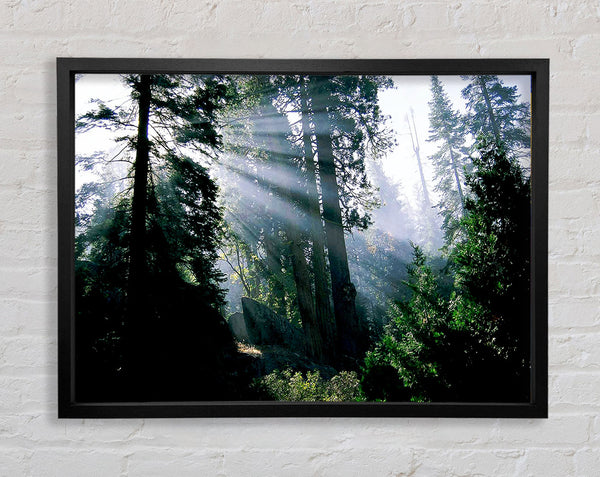 Sunbeams Through The Green Forest Framed Print