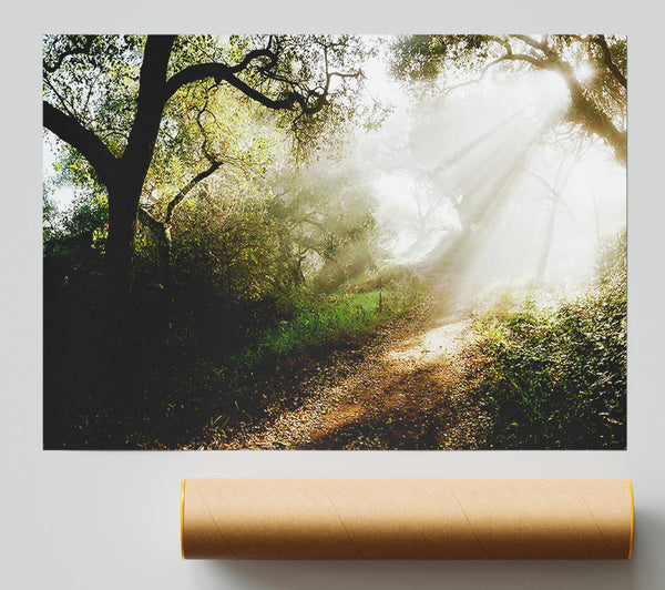Forest Sunlight Walk Giclee Print