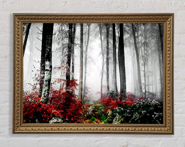 Forest Mist Morning Framed Print