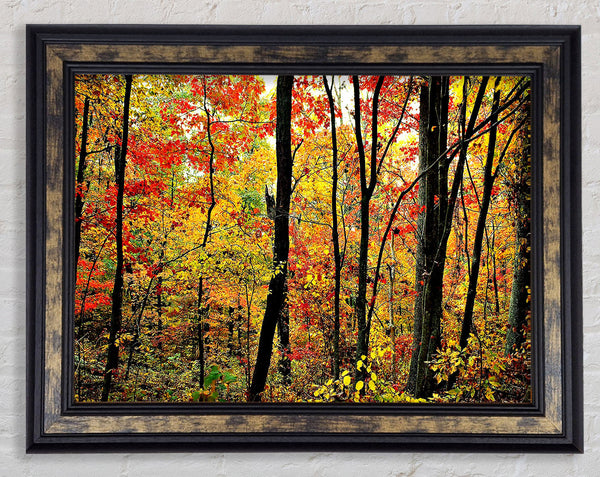 The Rainbow Of The Autumn Forest Framed Print