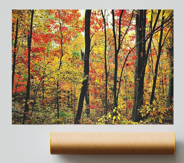 The Rainbow Of The Autumn Forest Poster