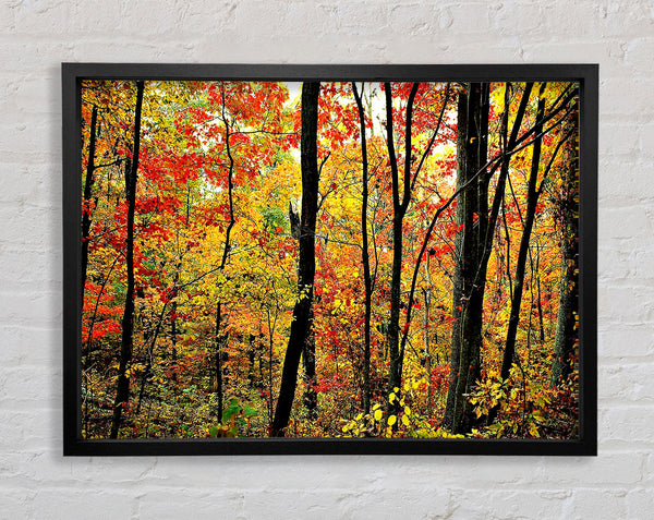 The Rainbow Of The Autumn Forest Framed Print