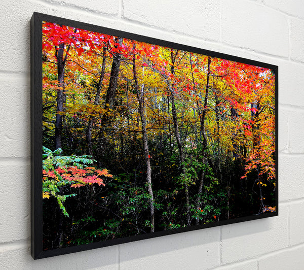 Stunning Colourful Autumn Forest