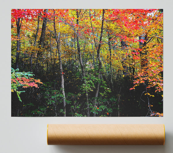 Stunning Colourful Autumn Forest Giclee Print