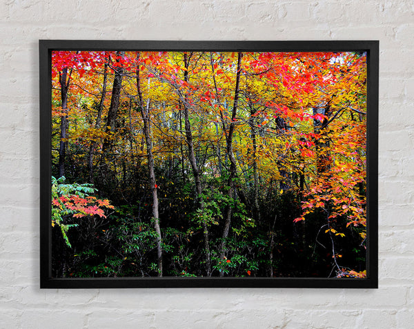 Stunning Colourful Autumn Forest Framed Print