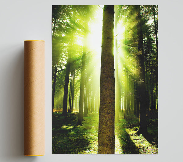 Green Emerald Sunbeam Forest Giclee Print
