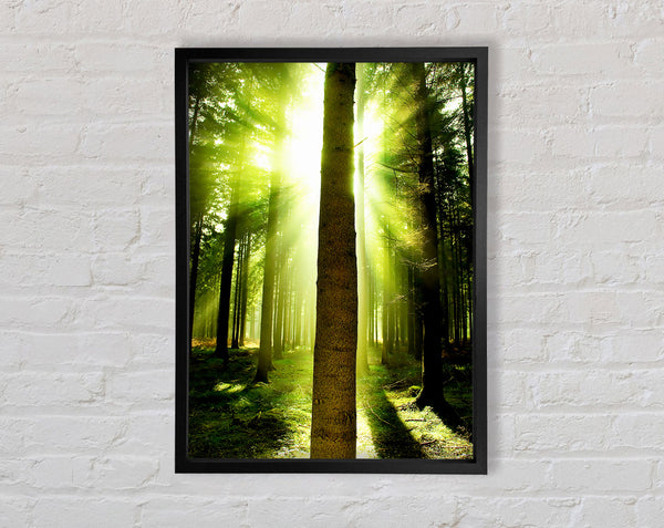 Green Emerald Sunbeam Forest Framed Print
