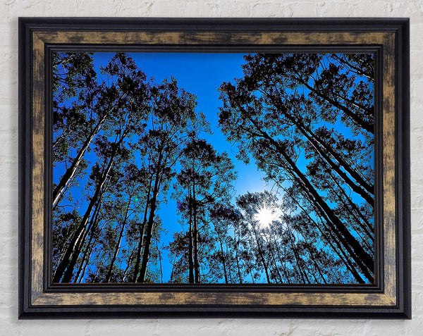 Blue Tree Top Skys Framed Print