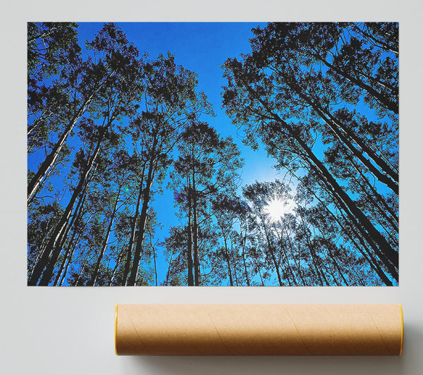 Blue Tree Top Skys Giclee Print