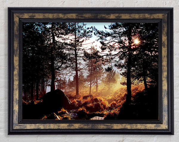 Day Break In The Forest Framed Print