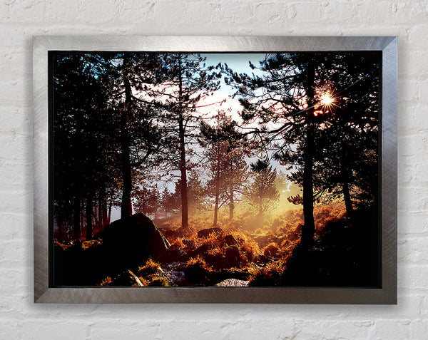 Day Break In The Forest Framed Print