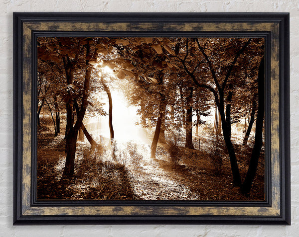 Cocoa Sunbeam Forest Framed Print