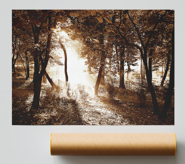 Cocoa Sunbeam Forest Poster