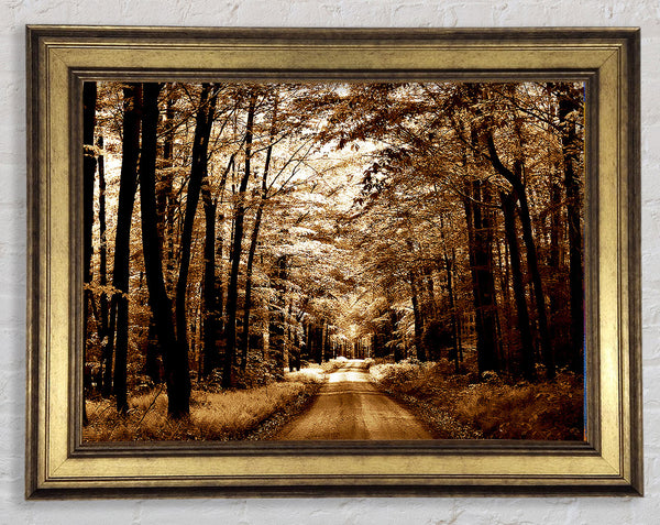 Hidden Chocolate Forest Road Framed Print
