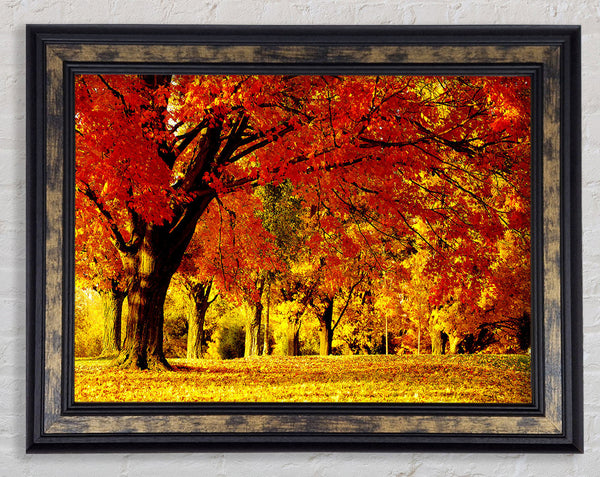 Golden Woodland Walk Framed Print