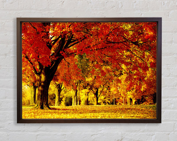 Golden Woodland Walk Framed Print