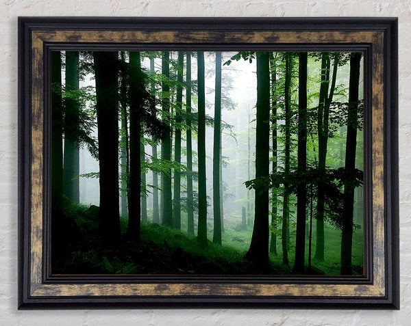 Emerald Forest Mist Framed Print