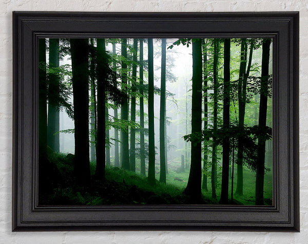 Emerald Forest Mist Framed Print