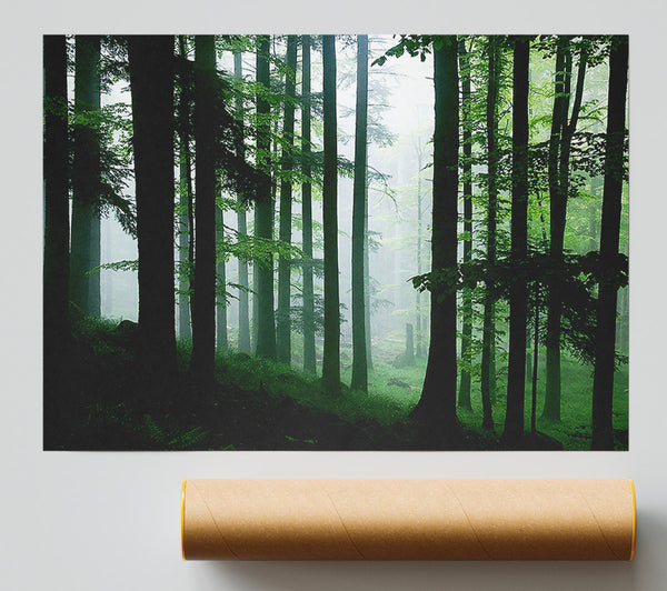Emerald Forest Mist Poster
