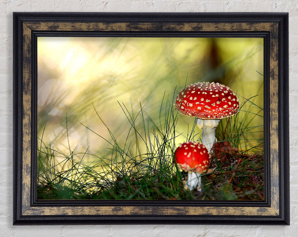Fly Agaric Mushrooms Framed Print