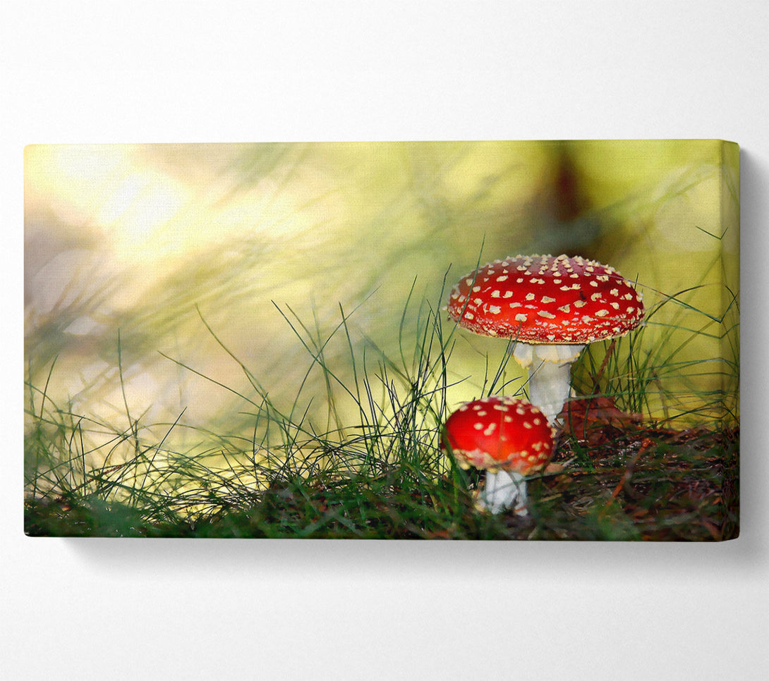  A Canvas Print of Fly Agaric Mushrooms Canvas Wall Art