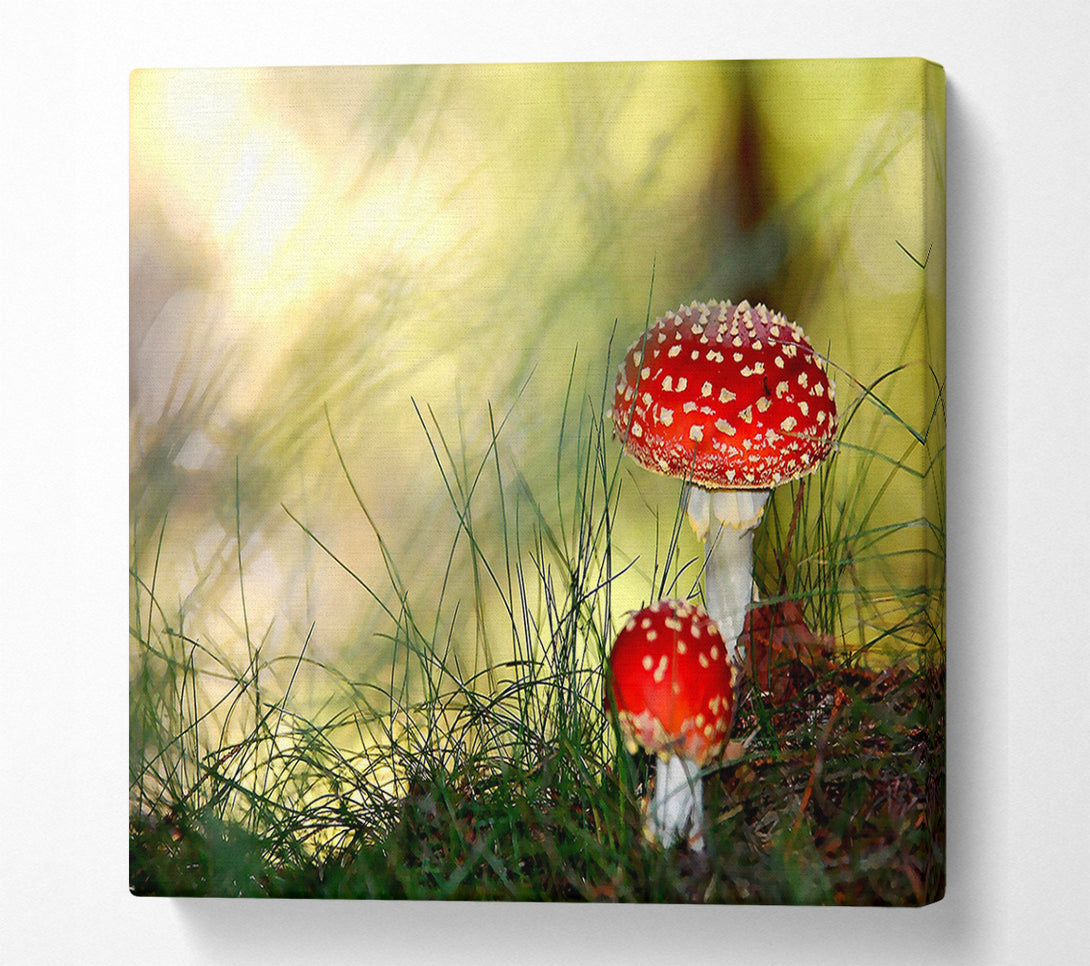  A Canvas Print of Fly Agaric Mushrooms Canvas Wall Art