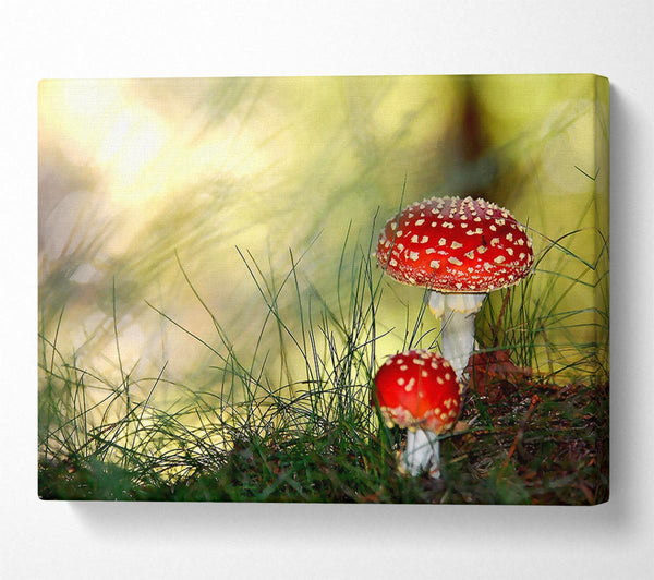  A Canvas Print of Fly Agaric Mushrooms Canvas Wall Art