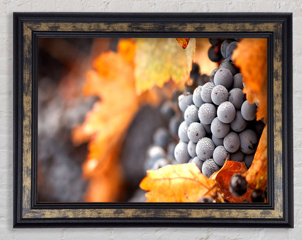 Grapes Framed Print