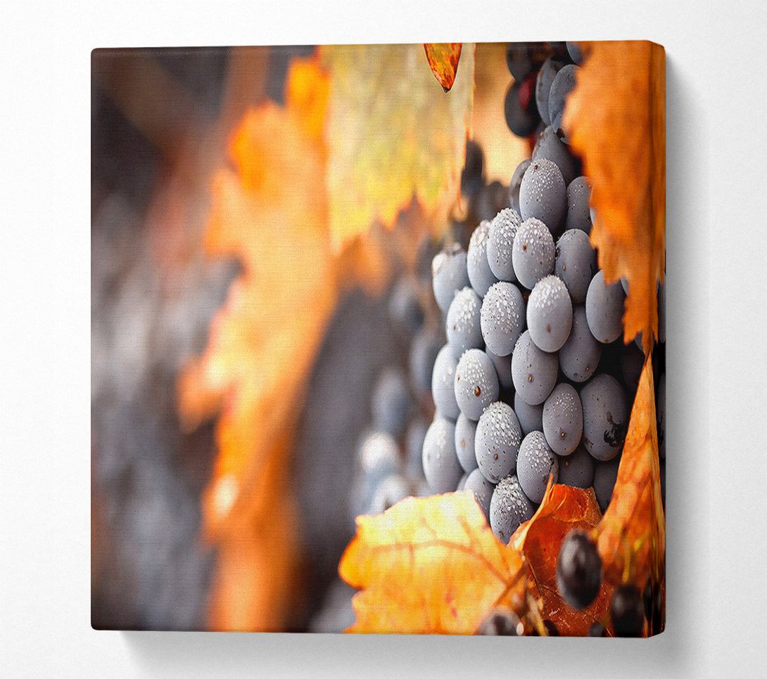  A Canvas Print of Grapes Canvas Print