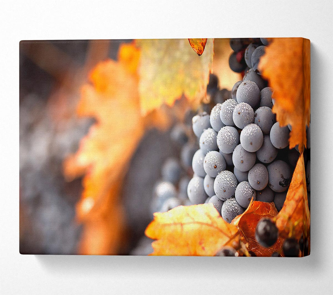  A Canvas Print of Grapes Canvas Print
