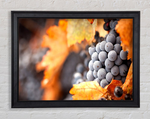 Grapes Framed Print
