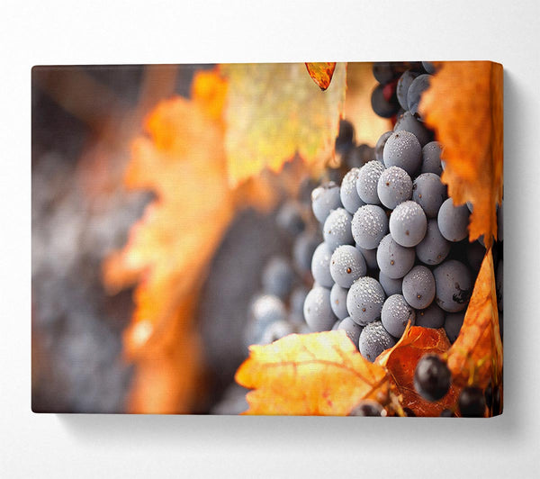  A Canvas Print of Grapes Canvas Print
