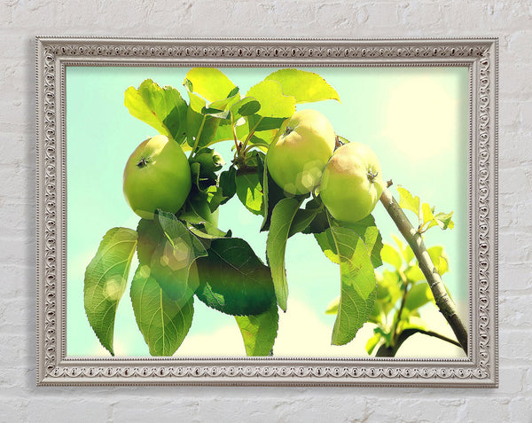 Apfelbaum