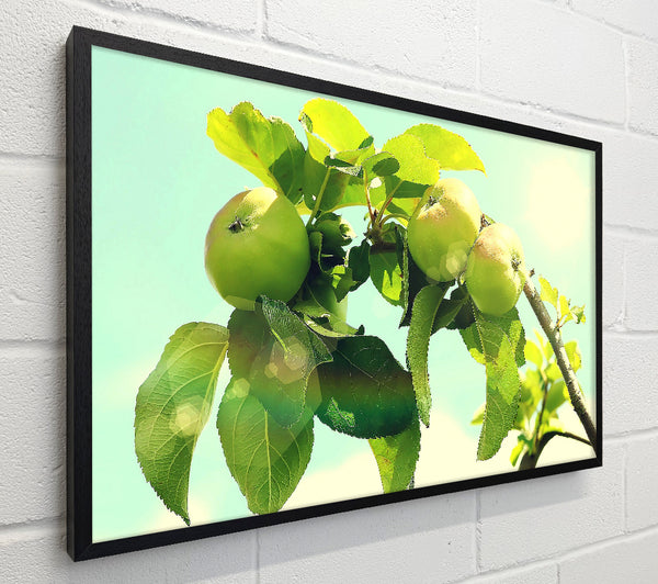 Apple Tree
