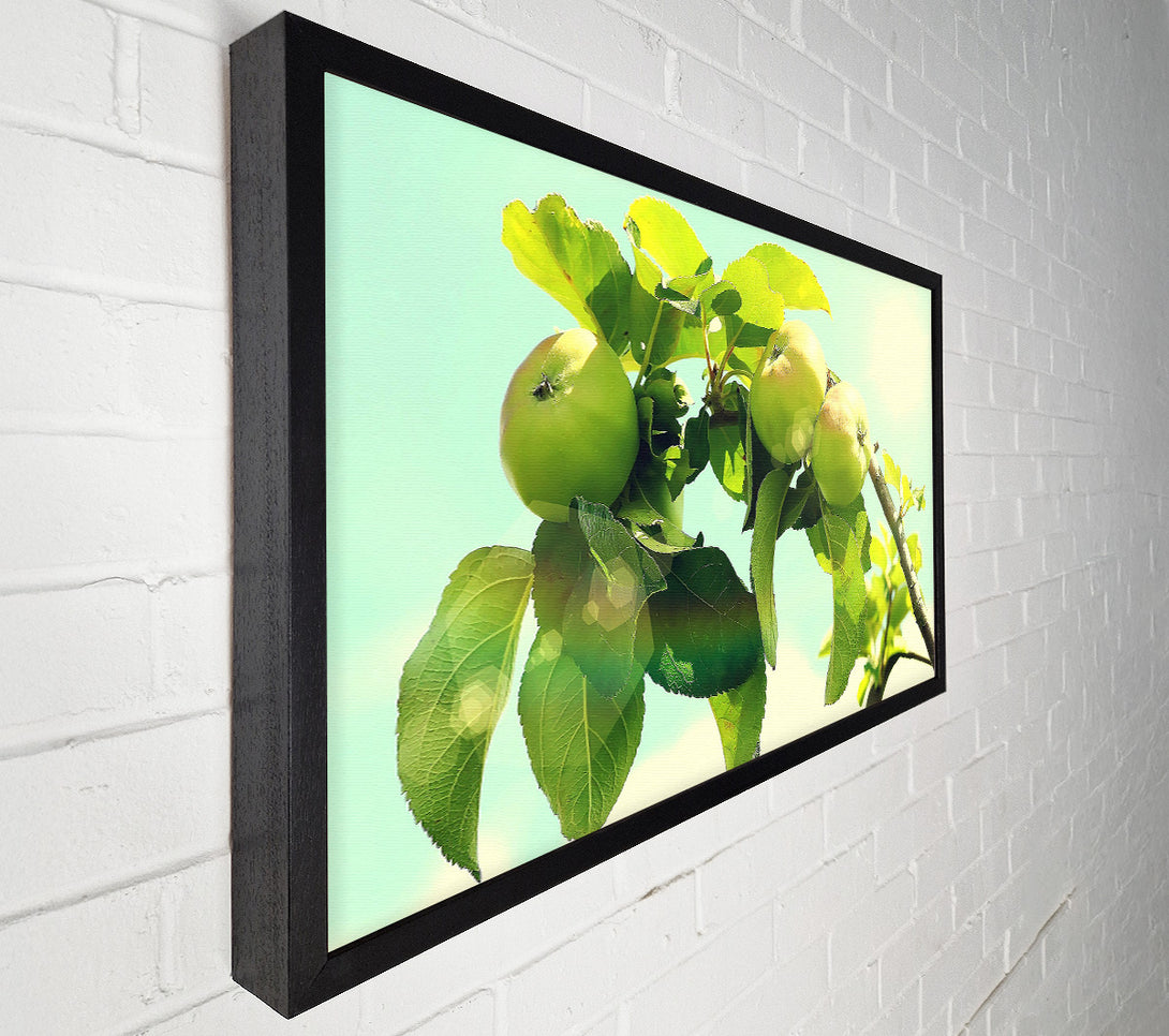  A Canvas Print of Apple Tree Canvas Print