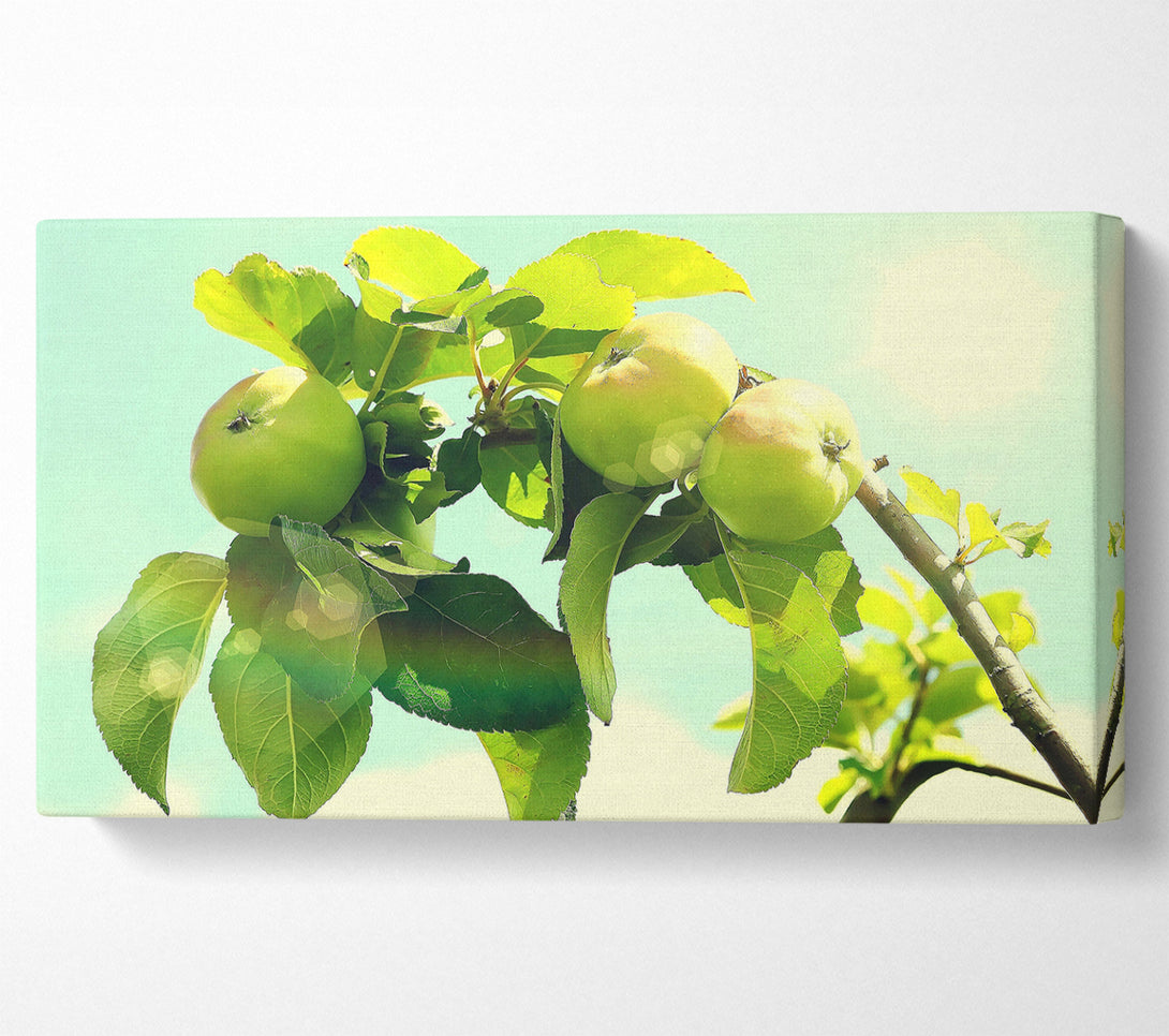  A Canvas Print of Apple Tree Canvas Print