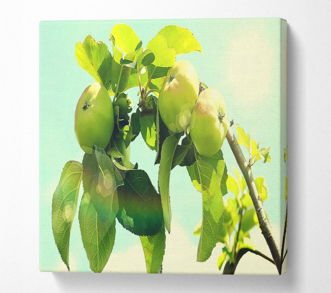 A Canvas Print of Apple Tree Canvas Print