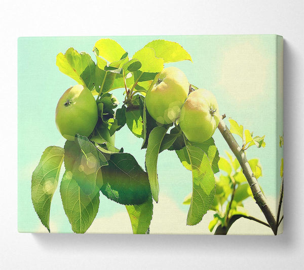 A Canvas Print of Apple Tree Canvas Print