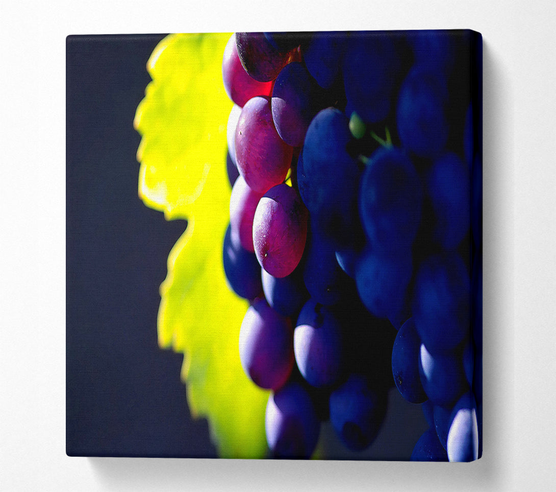  A Canvas Print of Black Grapes Canvas Print