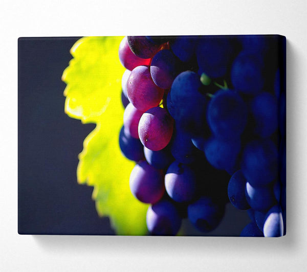  A Canvas Print of Black Grapes Canvas Print