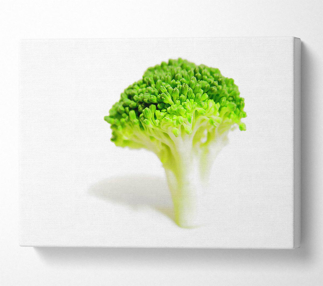  A Canvas Print of Brocolli Stem Canvas Art