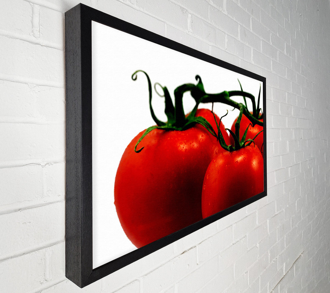 A Canvas Print of Tomato Trio Canvas Print