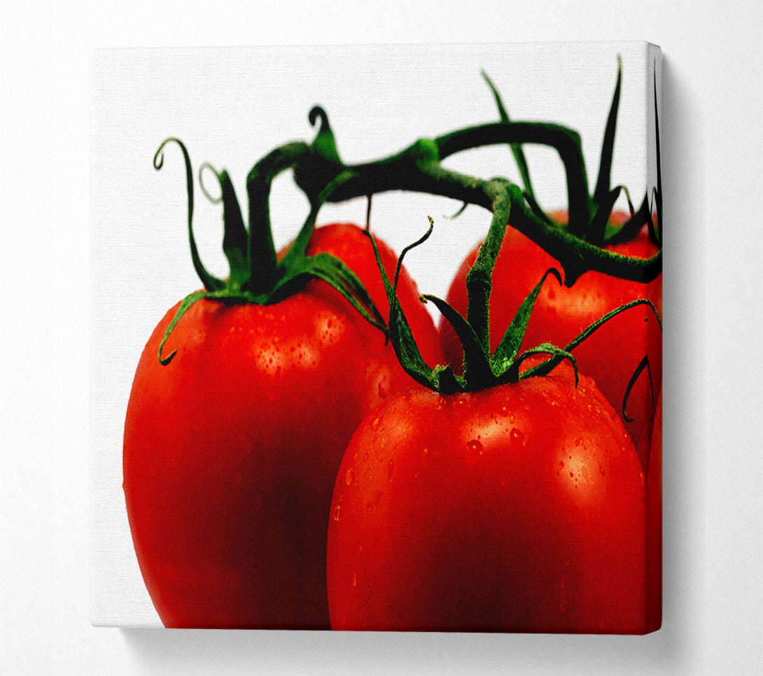  A Canvas Print of Tomato Trio Canvas Print