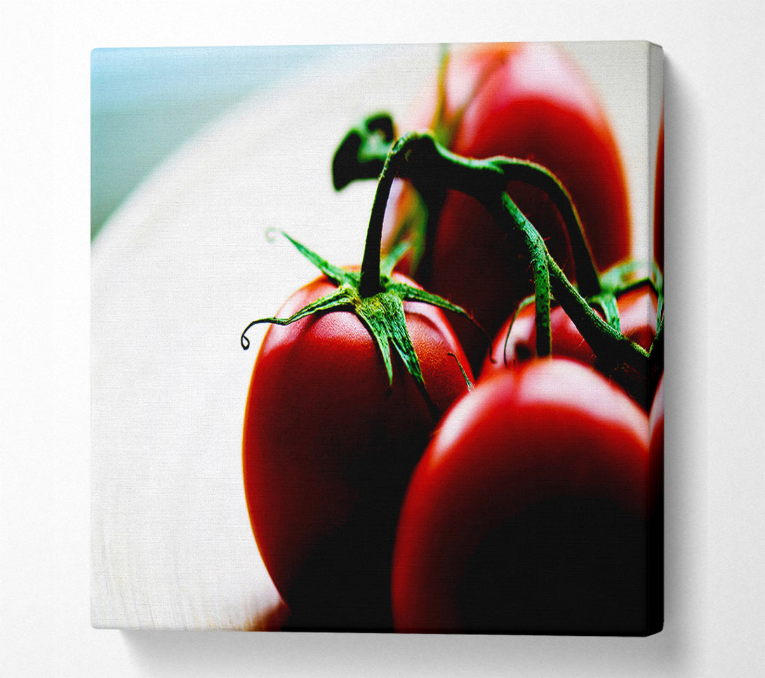  A Canvas Print of Tomato Stalk Canvas Print