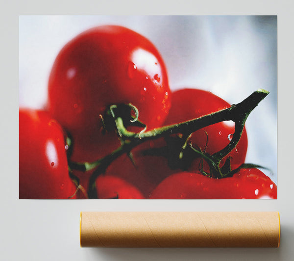 Cherry Tomato Vine Print