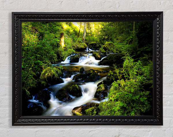 Forest Creek Framed Print