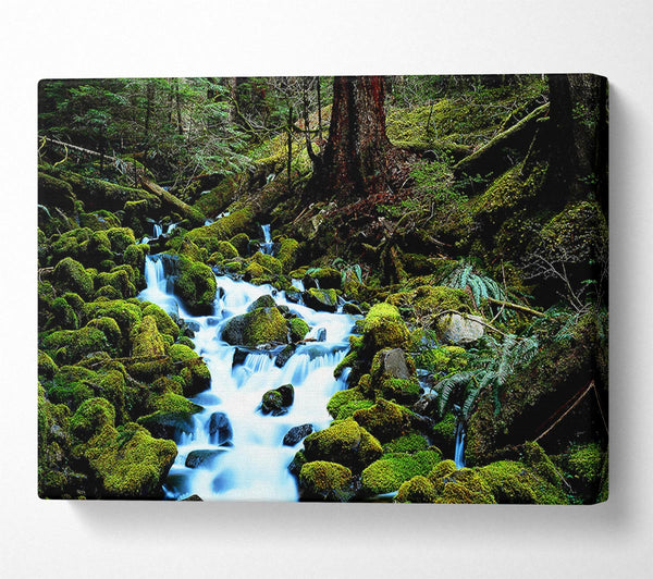  A Canvas Print of Forest Stream Movement Canvas Wall Art